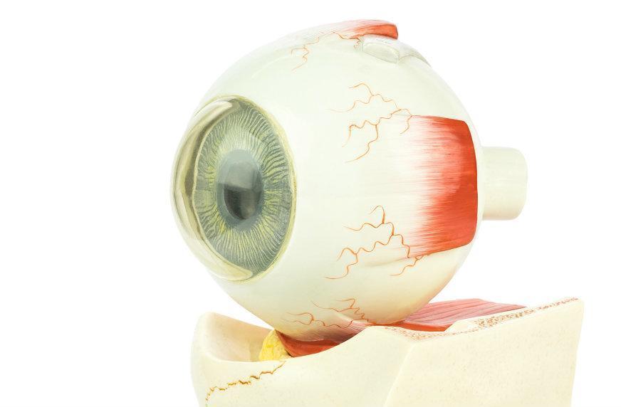 What Is Optic Nerve Damage?