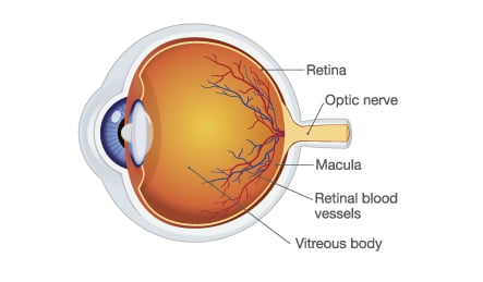 Eye anatomy diagram showing the retina, macula, optic nerve, retinal blood vessels, and vitreous body at Southwestern Eye Center.